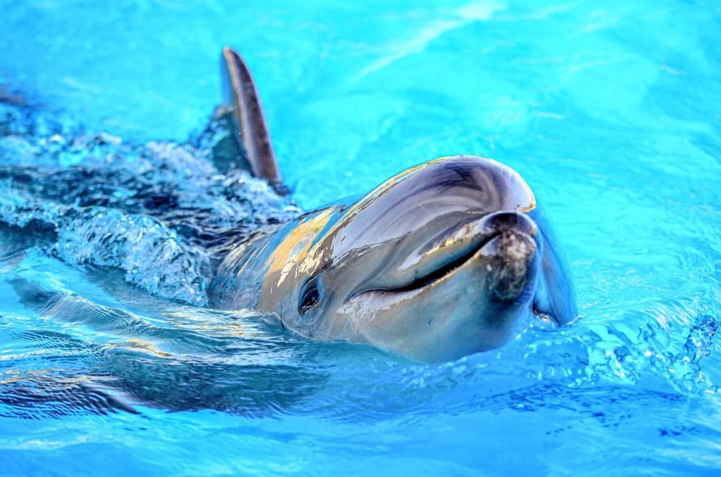 Pool Safety Inspections Ashgrove