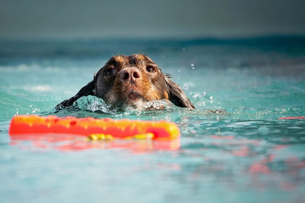 Pool Safety Inspections Bells Creek