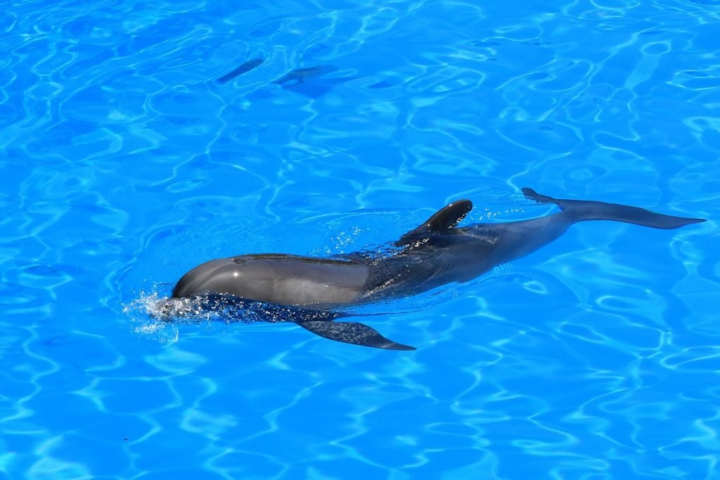 Pool Safety Inspections Browns Plains