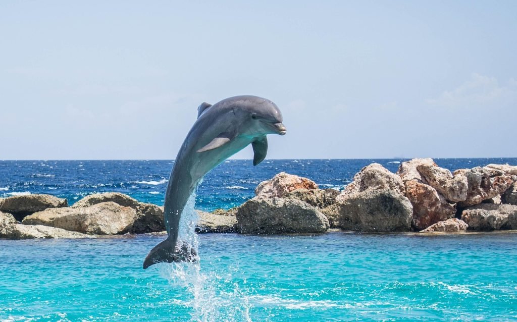 Pool Safety Inspections Miami