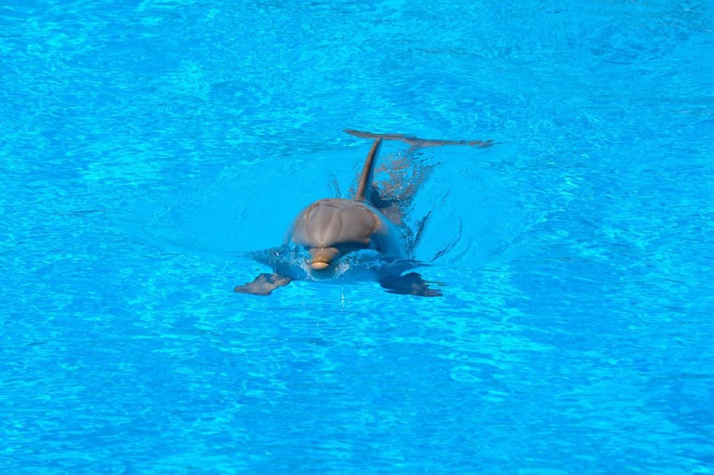 Pool Safety Inspections Mutdapilly