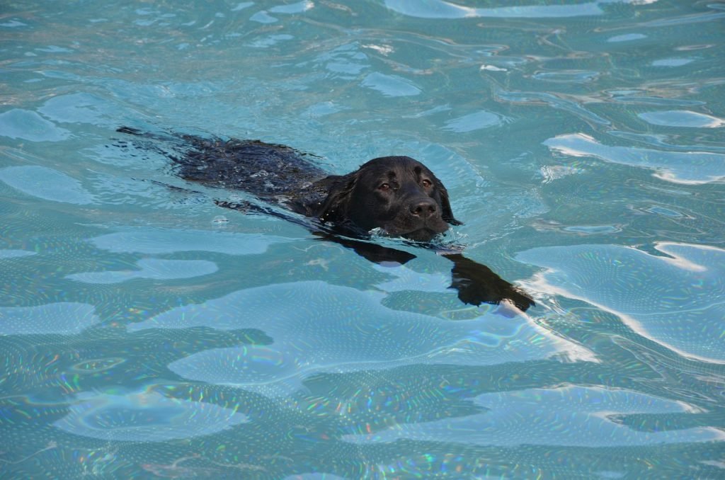 Pool Safety Inspections Petrie Terrace